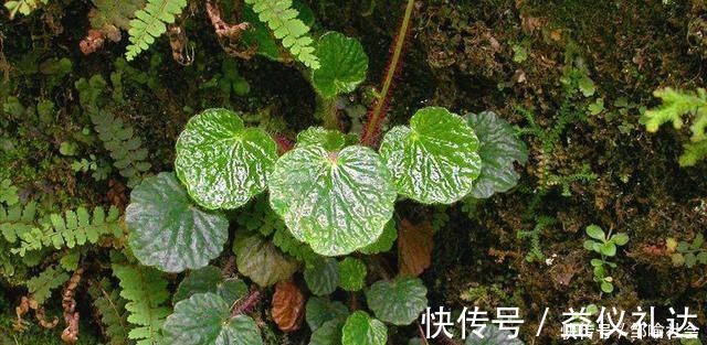 小花|有种小野草能开花,盆植无光也能活,可爱却很霸气