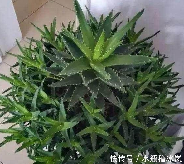 咔咔|芦荟长的太慢？咔咔来一刀，侧芽爆不停！