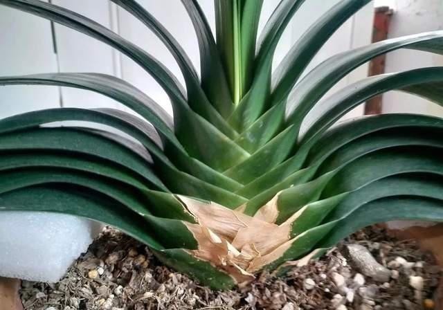 财树|巧用这种皮,养君子兰发财树,叶片光亮,效果让人满意!