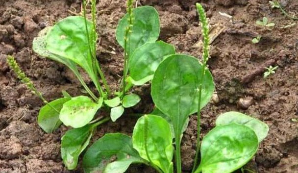 农村不起眼的3种野草,治疗咳嗽是一绝,很多人不知晓