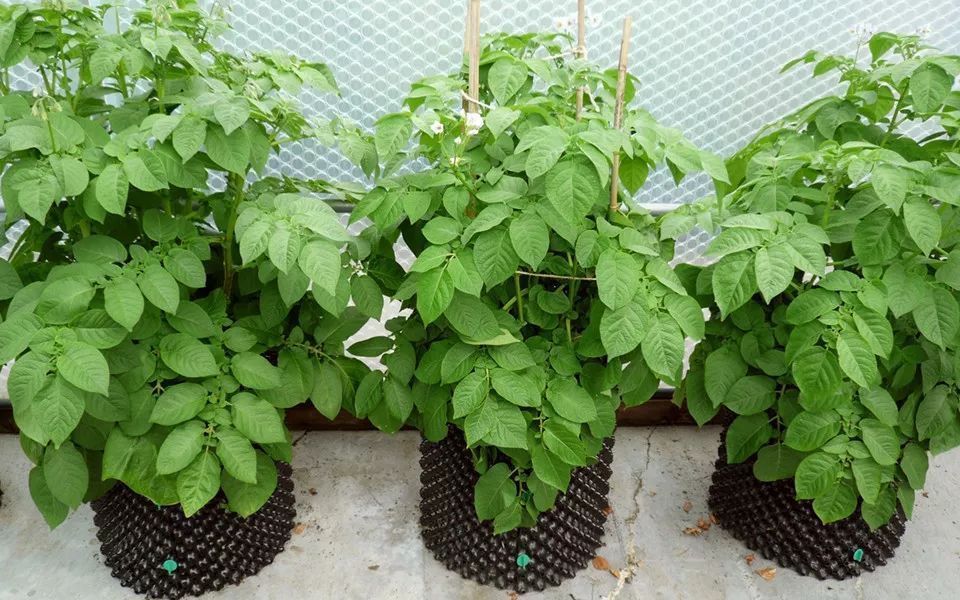 生芽的土豆，不是“废物”，丢在花盆，长出一盆”富贵竹“还能吃