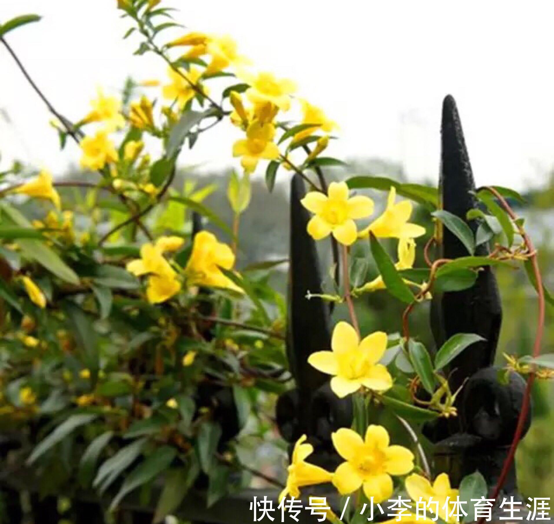 8种“小毒花”,叶子毒性大,家里若养着,光看别动它