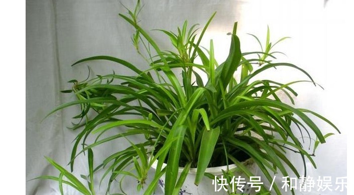 虎皮兰|以下7种常养花施肥大全,告诫花友们一定不要在瞎施肥啦