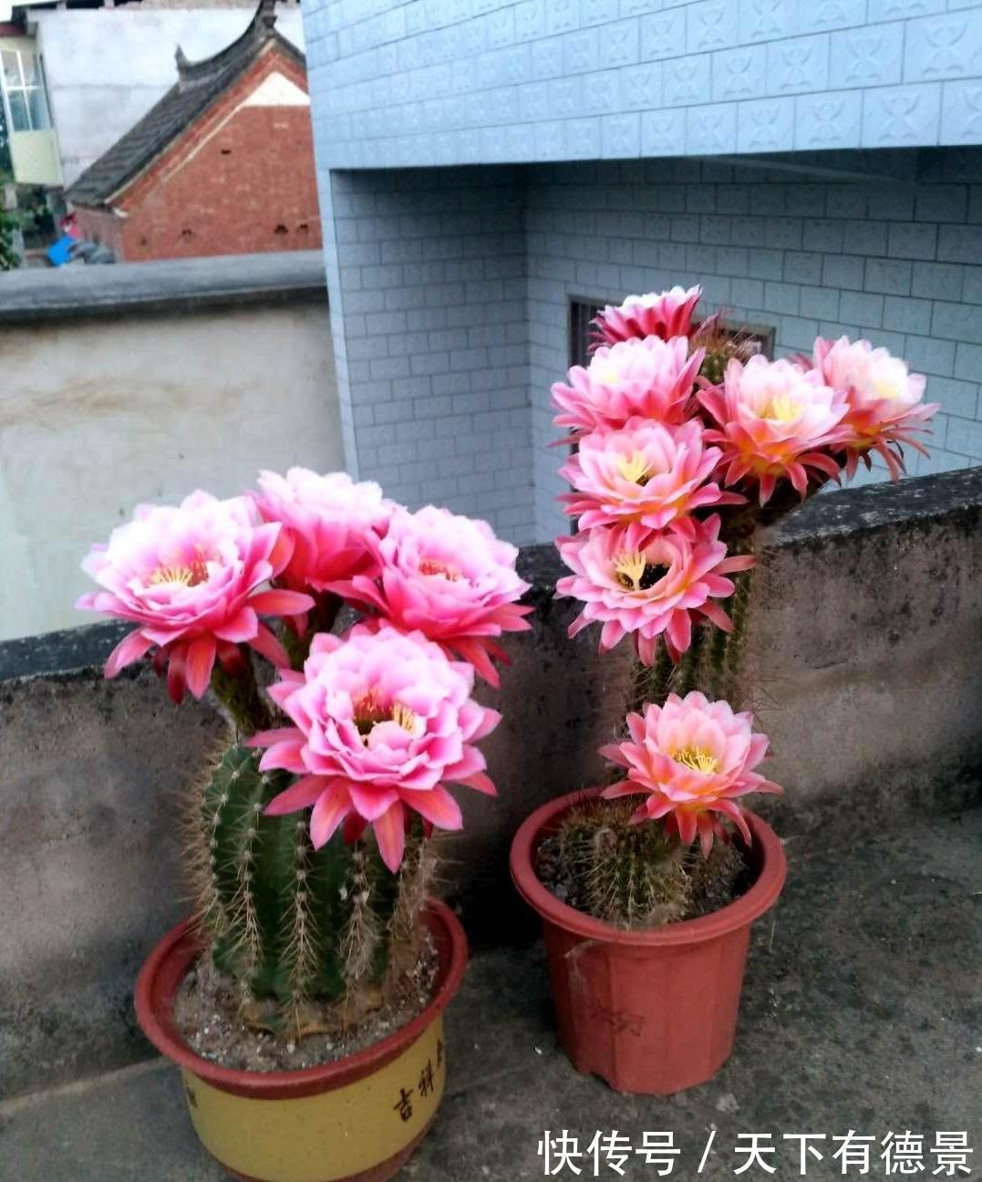 适合懒人养的“6种花”,不只是好养,还寓意好,利于健康