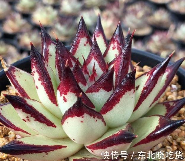 被拉下神坛的3种网红多肉,皮实好养惹人爱,哪种是你钟爱的?