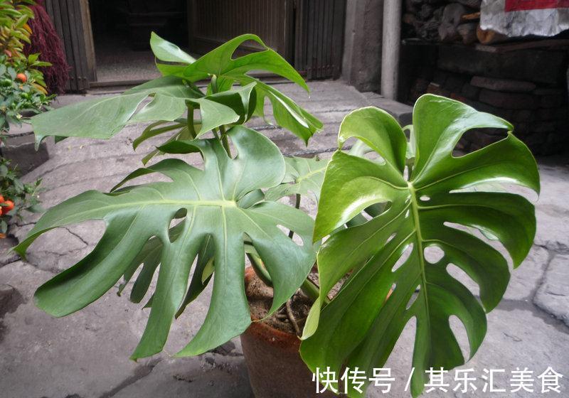 养花,盆里的土壤太湿,很容易积水并腐烂根