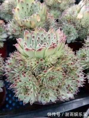 多肉植物|夏天多肉的3个“臭德行”，教你几个绝招，轻松度夏