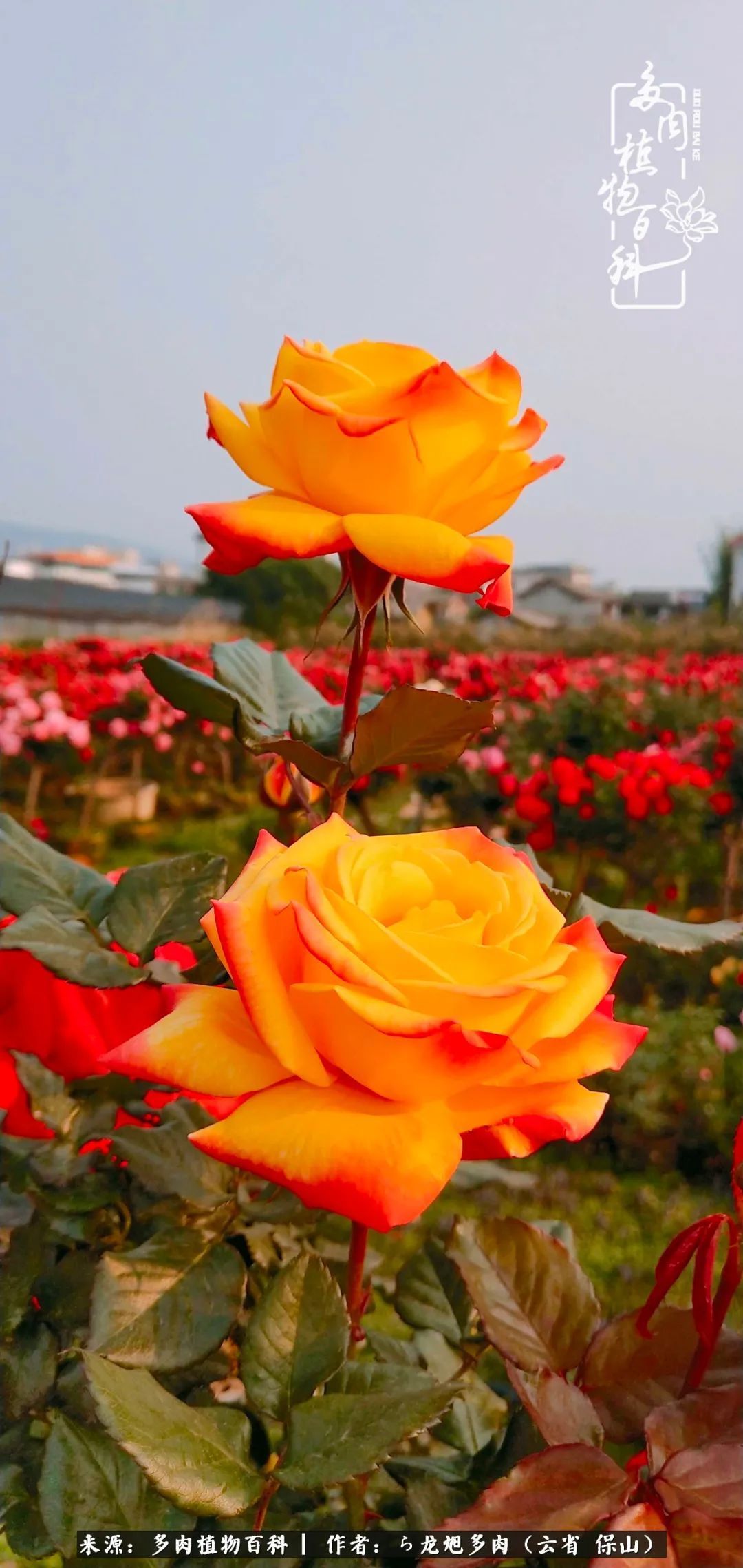 叶片|美了，美了！当秋天的风吹向你我的多肉！