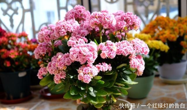 此花是世界名花,冬春季盛花,花期超半年,种养容易,室内也能养!