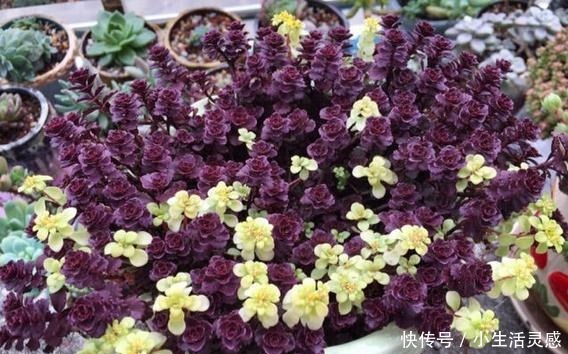 令人陶醉的小球玫瑰,不得不说小球玫瑰的爆盆能力太强!