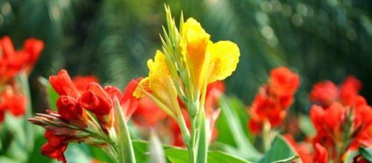 家里几款花卉,便宜又好养,花开香飘溢满屋,阳台变成小花园