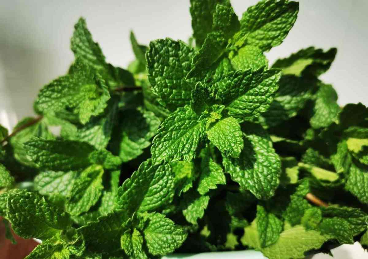 1盆薄荷提神醒脑,揪片叶子还能吃,性价比超高