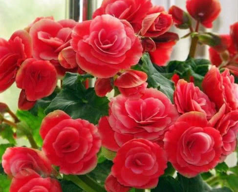 养花就选3种花,不怕热、不怕冷,开花漂亮花期长,轻松养爆盆!