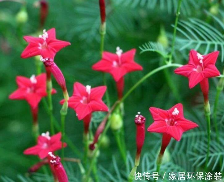 茑萝花|家里必养此款花卉，耐寒易打理，花美色艳，养在阳台极美了