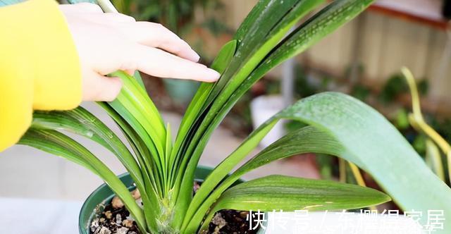 叶芽|君子兰不能随意“砍头”,操作需谨慎,要做好这几件事,成活率高