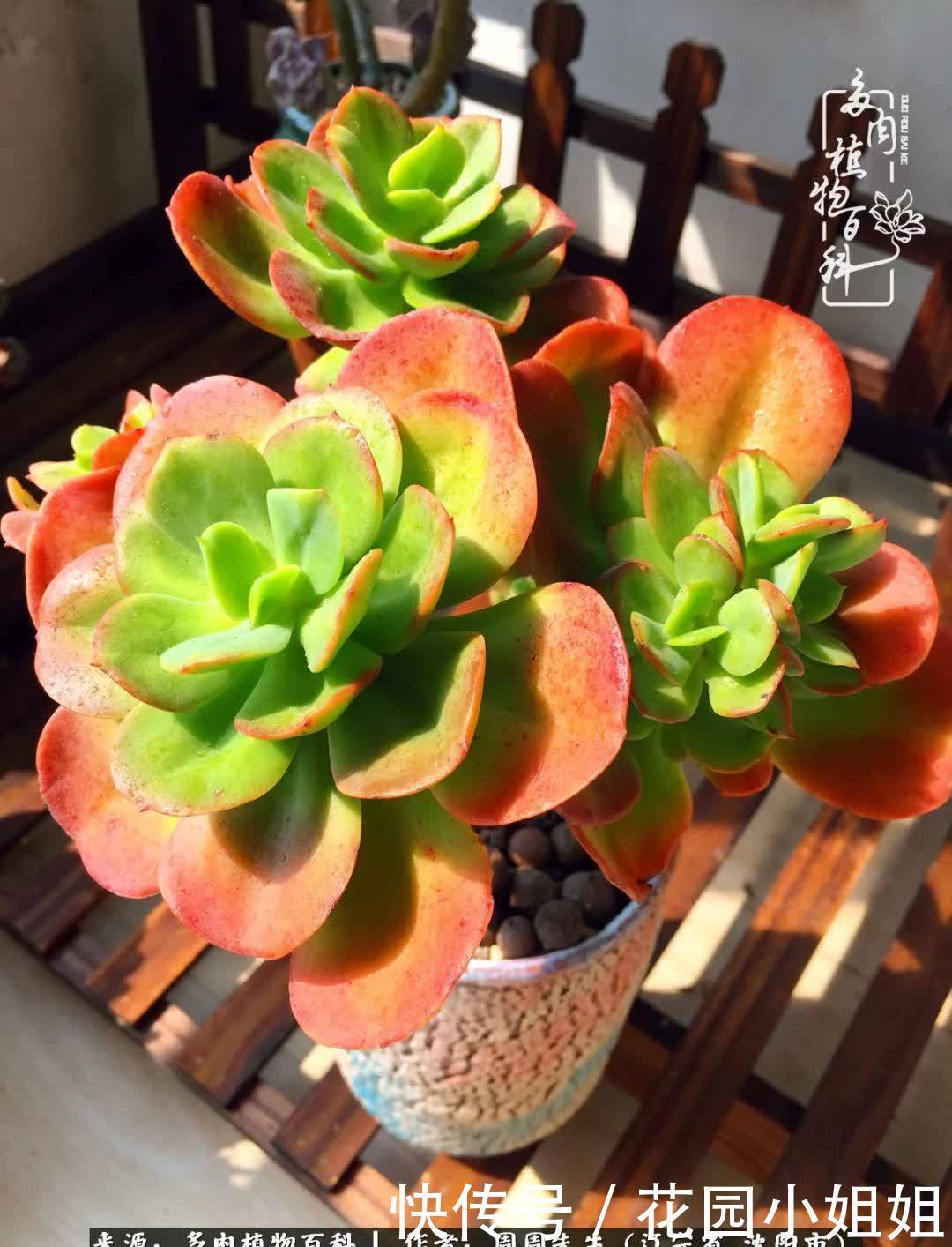 不羡鸳鸯不羡仙,只羡东北来春天!多肉冬去春来!