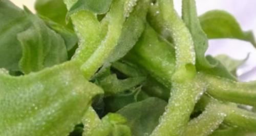 菠萝|冬天了,女性多吃以下食物,能润滑肌肤,美容护肤,早吃早好