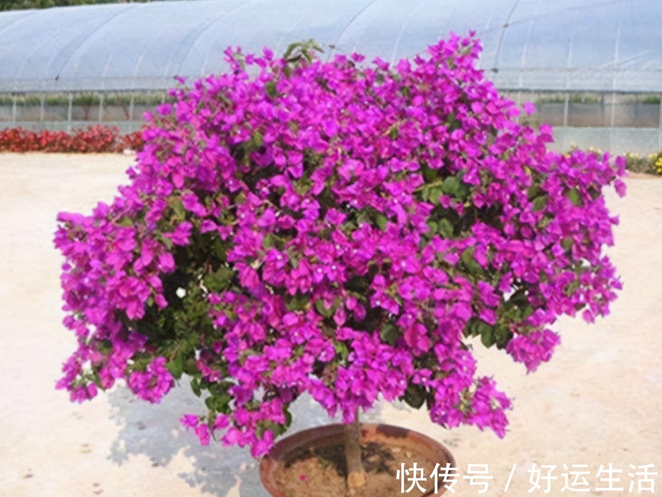 要想三角梅开成“花球”，要定期修剪，再做好4点，才能花开不停