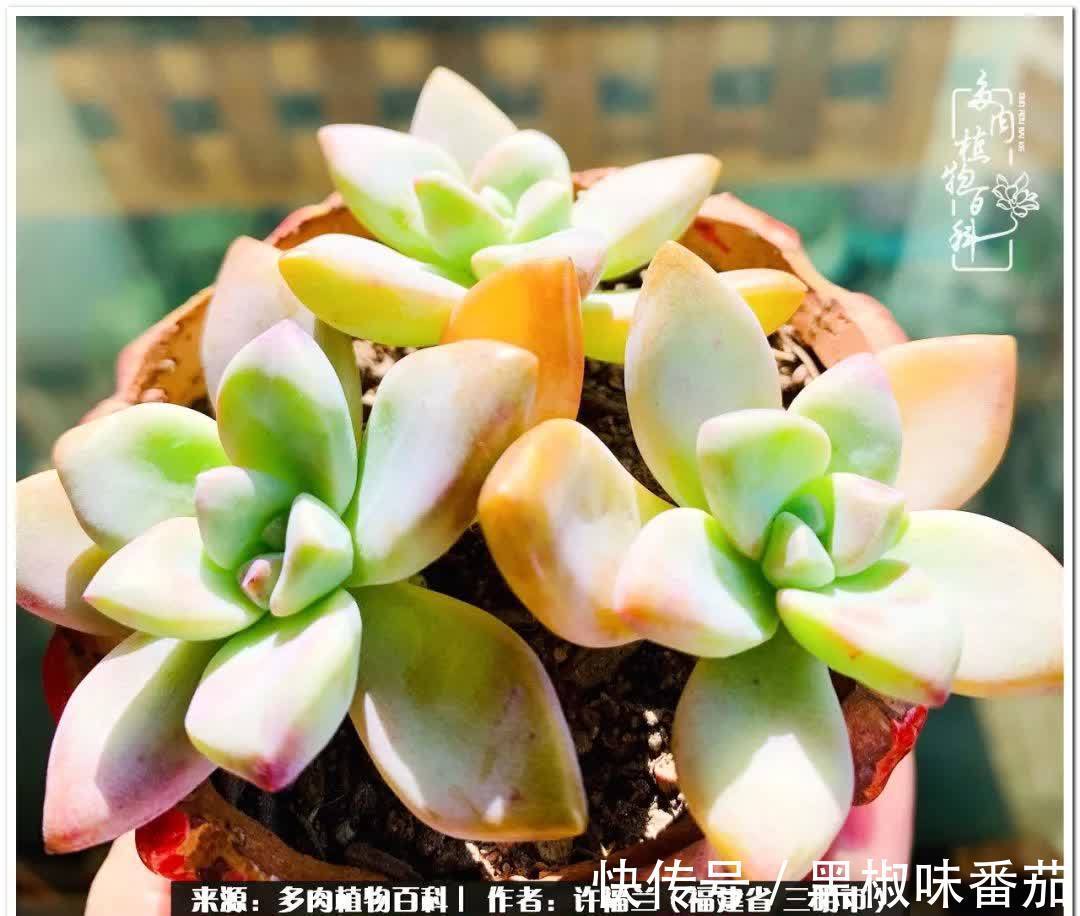 尖尖|养多肉两年,美丽与赏心悦目并存!