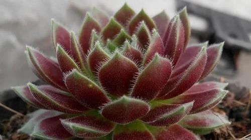 超惹人喜欢的4种花，香气四溢，花期达半年