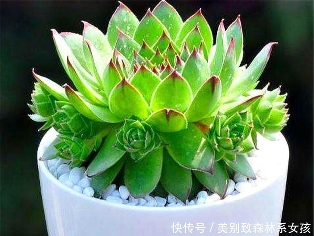 多肉中的“普货之王”,造型美寓意好,学会这“3招”,轻松爆盆