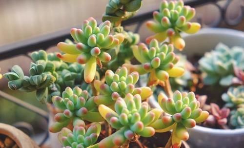 这3种多肉太好养,弄不好就徒长,好好的多肉别养成大葱样