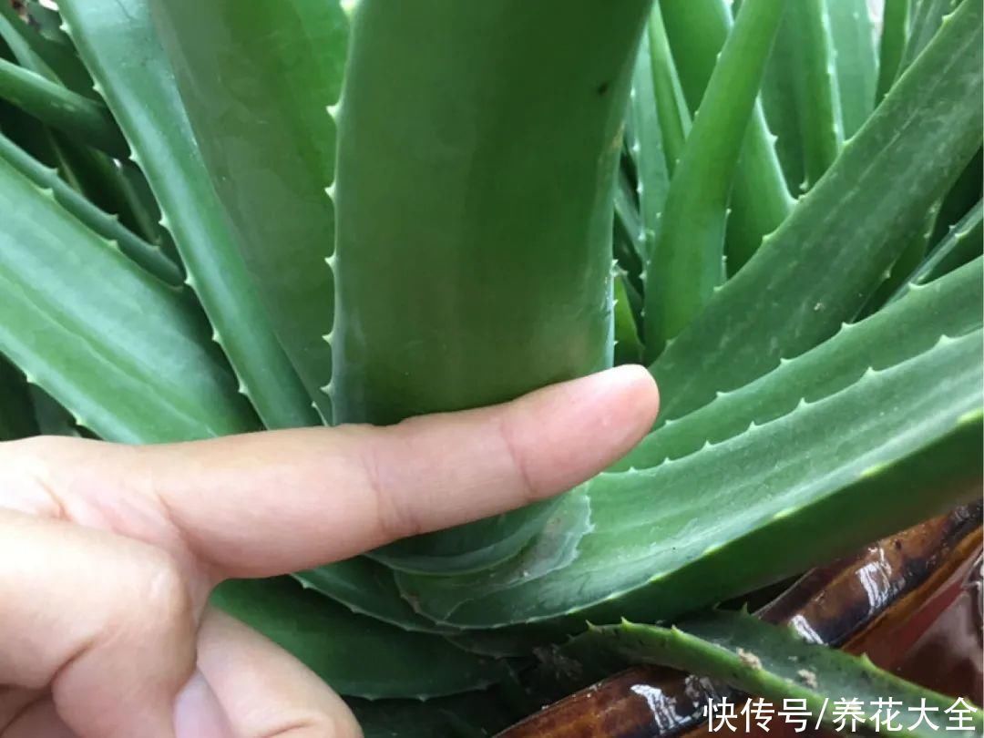 16种特长寿的植物,养十年以上,那都算年轻