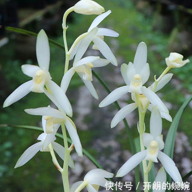 素花兰|此兰花永远“白菜价”,花色素雅,芳香四溢,想养就趁现在