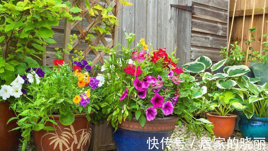 花友们|养花旧土别扔，消菌处理可再用，省钱、有趣又好使