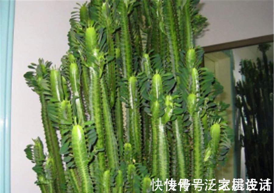 生根剂|威猛霸气的龙骨,夏季扦插正当时,做好5个点,快速生根长得壮