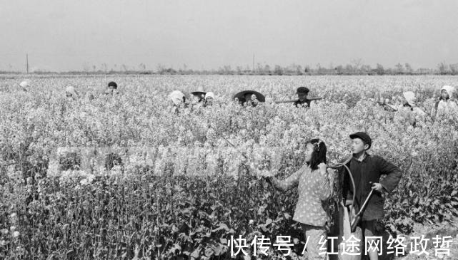 油菜籽|荆州松滋市五六十年代老照片