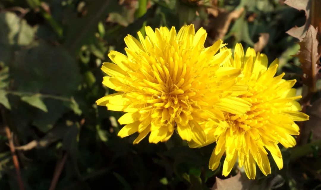 维生素c|蒲公英和它泡水喝,养肝排毒、疏通血管,给你的血管来个大扫除