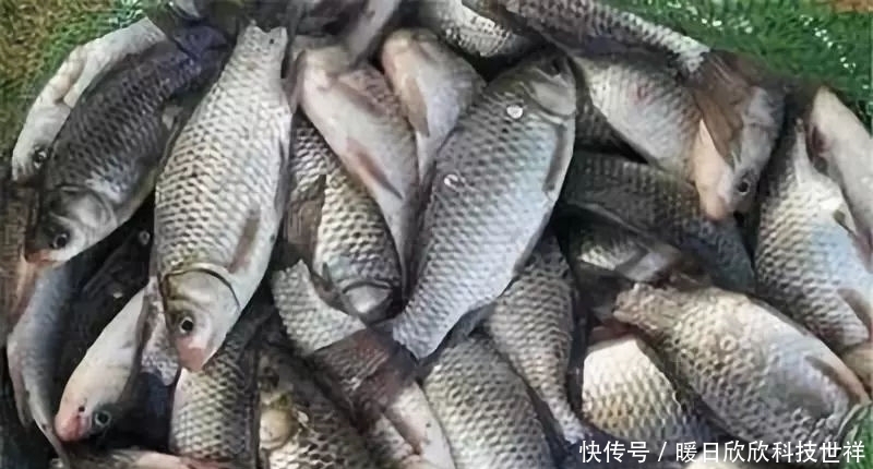 高手|高手用鸡饲料钓鱼,一下午钓20多条!