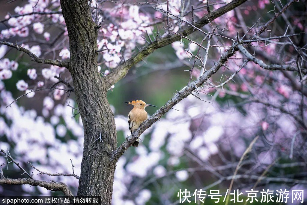 北京|首批国家级滑雪旅游度假地名单公布，北京延庆、河北崇礼等上榜！