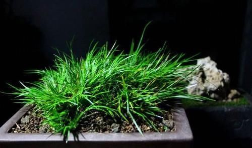  走近|此种植物曾是文人贵族专属，苏轼为它撰文，现已走近寻常人家