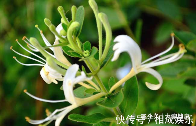 偏方|单方一味,气死名医!10个单味药的小偏方,横扫疾病,值得点赞!