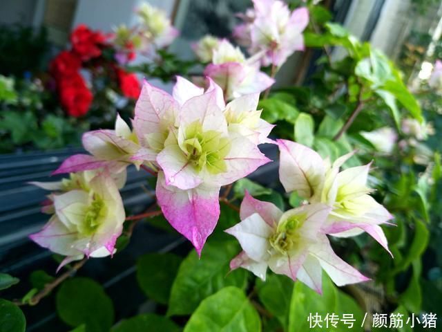 怡景三角梅开出来的花朵一个月不上色就枯花花朵上色3妙招