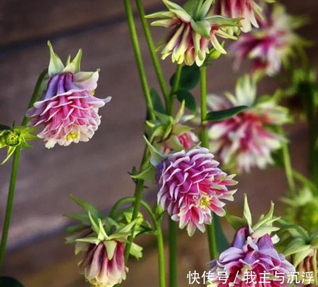 它的名字像“蔬菜”,开花非常“仙”,秋季赶紧种,春季开爆盆!