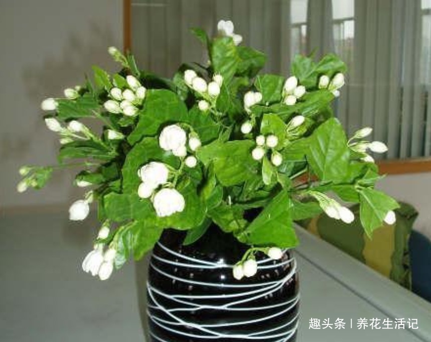 花朵|6月对茉莉花,用好“4个”小方法,花朵繁多香味浓,绽放时间长!