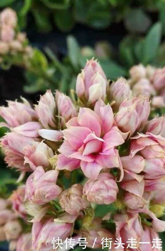 45种长寿花,个个都美爆了,你家养了多少种?