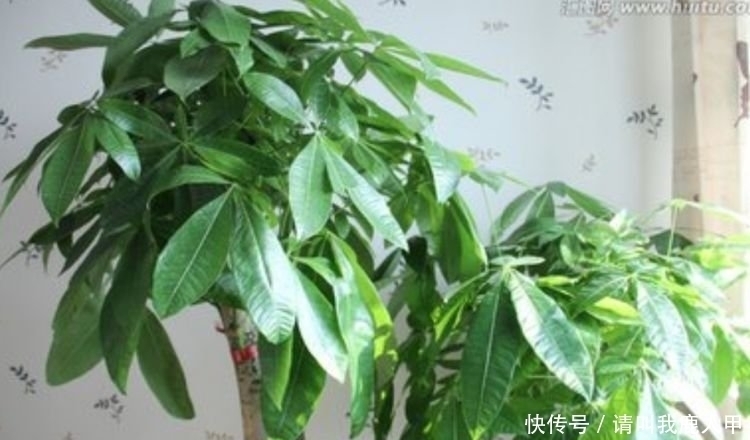 聚财|客厅最适合养“3种花”，旺人又聚财，寓意美好，收获幸福