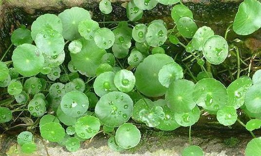 除草剂|绿萝算啥，养盆“铜钱草”，招财又好养，“泛滥成灾”怎么办