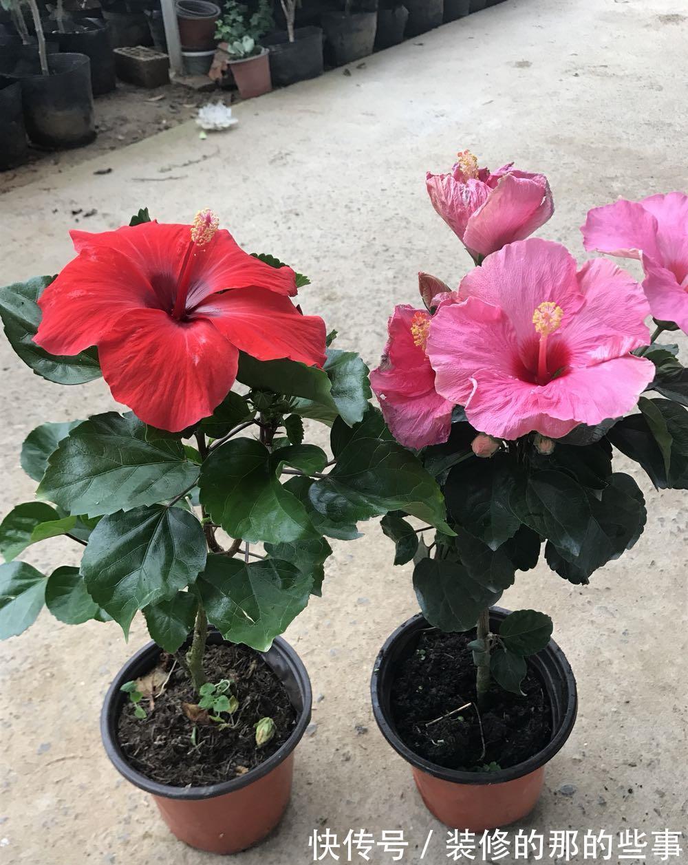 花树|修木槿小技巧：哪些枝叶早剪掉早受益？