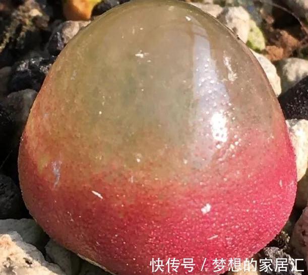 简单易明的4个方法,让新养多肉能够快速服盆