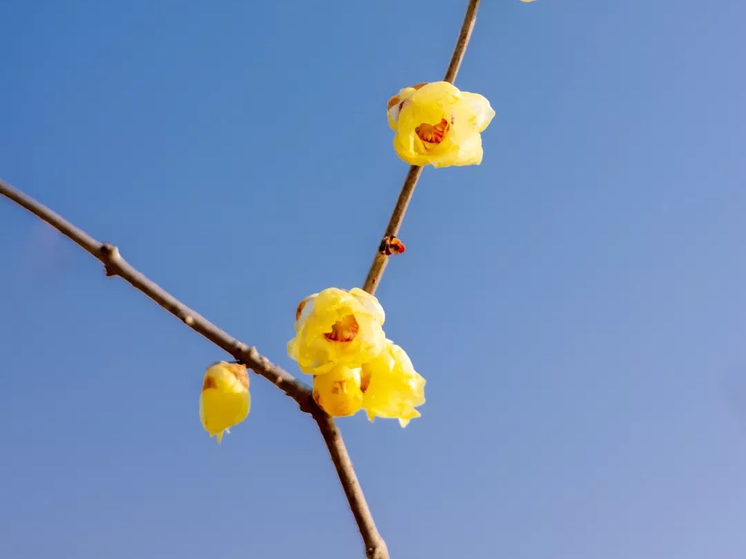 花事|2022年湖北第一场花事来了！快收好这份赏蜡梅地图