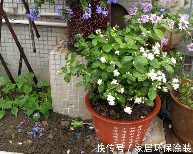 浇灌|茉莉花,天生就是“醋坛子”!夏季1个月浇3次,叶不黄开花旺