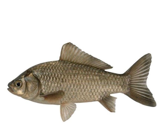 水草|夏季大板鲫的作钓