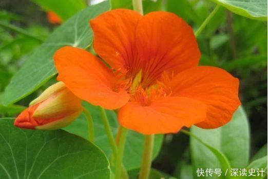 4种超美的花,几乎全年开花,花色绚丽,种植也容易