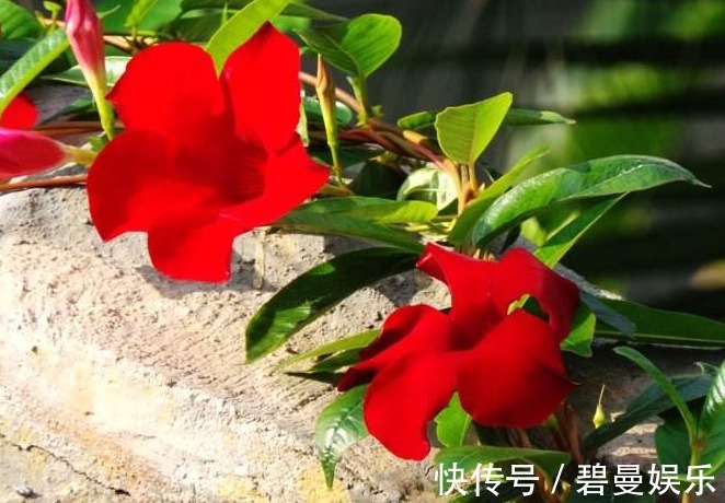 沾水能生根的花,用水“诱根”生根快,晒一晒轻松开花爆盆