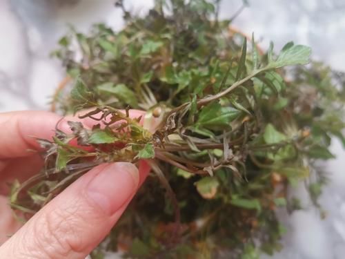 春天这菜是个宝，用它蒸包子鲜香美味，比肉馅的好吃，出锅连吃3个真过瘾